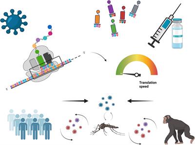 Editorial: Codon Usage and Dinucleotide Composition of Virus Genomes: From the Virus-Host Interaction to the Development of Vaccines